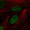 Zinc finger protein DPF3 antibody, HPA066790, Atlas Antibodies, Immunocytochemistry image 