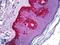 Chymotrypsin Like Elastase 1 antibody, LS-B5934, Lifespan Biosciences, Immunohistochemistry paraffin image 