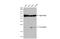 Autophagy Related 12 antibody, GTX124181, GeneTex, Western Blot image 