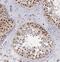 Homeobox And Leucine Zipper Encoding antibody, FNab03966, FineTest, Immunohistochemistry frozen image 