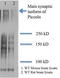 Protein piccolo antibody, TA326497, Origene, Western Blot image 