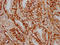 Homeobox protein Hox-B3 antibody, LS-C680619, Lifespan Biosciences, Immunohistochemistry paraffin image 