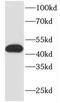 FK506-binding protein-like antibody, FNab03152, FineTest, Western Blot image 