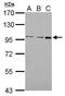 F4/80 antibody, TA308395, Origene, Western Blot image 