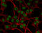 Superoxide Dismutase 1 antibody, GTX100554, GeneTex, Immunocytochemistry image 