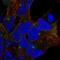 Neuroligin 3 antibody, NBP2-68578, Novus Biologicals, Immunofluorescence image 