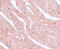 Microtubule Associated Scaffold Protein 2 antibody, 5639, ProSci, Immunohistochemistry frozen image 