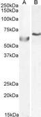 DNA Polymerase Lambda antibody, GTX25954, GeneTex, Western Blot image 