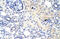 Homeobox protein DLX-3 antibody, 27-520, ProSci, Enzyme Linked Immunosorbent Assay image 
