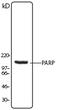 Poly(ADP-Ribose) Polymerase 1 antibody, TA327935, Origene, Western Blot image 