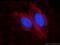 PTPRN antibody, 66045-1-Ig, Proteintech Group, Immunofluorescence image 