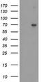 Sentrin-specific protease 2 antibody, LS-C337769, Lifespan Biosciences, Western Blot image 