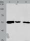 Calreticulin antibody, TA321647, Origene, Western Blot image 