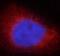 Lactate Dehydrogenase A antibody, FNab04737, FineTest, Immunofluorescence image 
