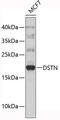 Destrin, Actin Depolymerizing Factor antibody, 19-391, ProSci, Western Blot image 