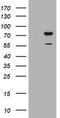 Pogo Transposable Element Derived With KRAB Domain antibody, TA505670S, Origene, Western Blot image 