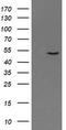 PNMA Family Member 3 antibody, LS-C172696, Lifespan Biosciences, Western Blot image 