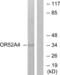 Putative olfactory receptor 52A4 antibody, abx015374, Abbexa, Western Blot image 