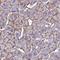 Rho Guanine Nucleotide Exchange Factor 39 antibody, HPA061299, Atlas Antibodies, Immunohistochemistry paraffin image 
