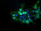 Diphthamide Biosynthesis 2 antibody, LS-C174011, Lifespan Biosciences, Immunofluorescence image 