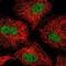 Zinc Finger Protein 618 antibody, NBP2-57450, Novus Biologicals, Immunofluorescence image 