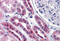 Serine Dehydratase Like antibody, MBS246260, MyBioSource, Immunohistochemistry frozen image 