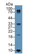 TIMP Metallopeptidase Inhibitor 4 antibody, LS-C298951, Lifespan Biosciences, Western Blot image 