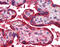 Wnt Family Member 3A antibody, ARP58819_P050, Aviva Systems Biology, Immunohistochemistry paraffin image 
