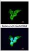Zinc Finger CCCH-Type Containing, Antiviral 1 antibody, NBP2-20940, Novus Biologicals, Immunofluorescence image 