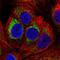 Peptidase, Mitochondrial Processing Alpha Subunit antibody, HPA063735, Atlas Antibodies, Immunofluorescence image 