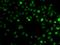 Arginine And Serine Rich Coiled-Coil 1 antibody, orb373570, Biorbyt, Immunocytochemistry image 