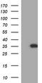 RNA Polymerase III Subunit G Like antibody, TA506864, Origene, Western Blot image 