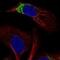 Keratin 20 antibody, NBP1-85599, Novus Biologicals, Immunofluorescence image 