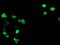 General Transcription Factor IIF Subunit 1 antibody, TA503380, Origene, Immunofluorescence image 