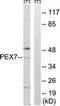 Peroxisomal targeting signal 2 receptor antibody, AP32319PU-N, Origene, Western Blot image 