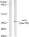 JunD Proto-Oncogene, AP-1 Transcription Factor Subunit antibody, LS-C117403, Lifespan Biosciences, Western Blot image 