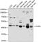 H36 antibody, GTX53951, GeneTex, Western Blot image 