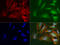Cell Division Cycle Associated 7 Like antibody, LS-C796893, Lifespan Biosciences, Immunofluorescence image 