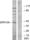 Hydroxycarboxylic acid receptor 3 antibody, A30790, Boster Biological Technology, Western Blot image 