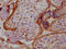 Angiopoietin 2 antibody, CSB-RA191985A0HU, Cusabio, Immunohistochemistry frozen image 