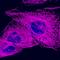 Mouse IgG  Highly Cross-Adsorbed antibody, A32728, Invitrogen Antibodies, Immunofluorescence image 