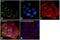 EGFR antibody, MA1-24678, Invitrogen Antibodies, Immunofluorescence image 