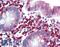Leukocyte tyrosine kinase receptor antibody, LS-B2050, Lifespan Biosciences, Immunohistochemistry frozen image 