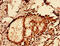 GLE1 RNA Export Mediator antibody, CSB-PA700651EA01HU, Cusabio, Immunohistochemistry frozen image 