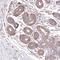 WWC1 antibody, HPA038017, Atlas Antibodies, Immunohistochemistry paraffin image 