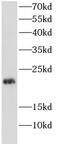 GADD45A antibody, FNab03294, FineTest, Western Blot image 