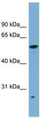 Aldehyde Dehydrogenase 3 Family Member A2 antibody, TA335227, Origene, Western Blot image 