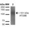Autophagy Related 9B antibody, SPC-646D-HRP, StressMarq, Western Blot image 