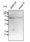 Prostaglandin-Endoperoxide Synthase 1 antibody, orb334780, Biorbyt, Western Blot image 