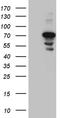 Centrosomal Protein 72 antibody, TA811115, Origene, Western Blot image 